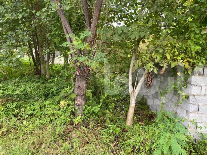 زمین مسکونی ۲۶۳ متری دو نبش با پروانه ساخت و ویو ابدی شالیزار – فرصت نادر در نازکسرا